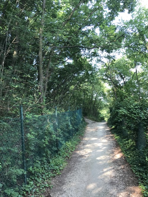 Immerso nel verde